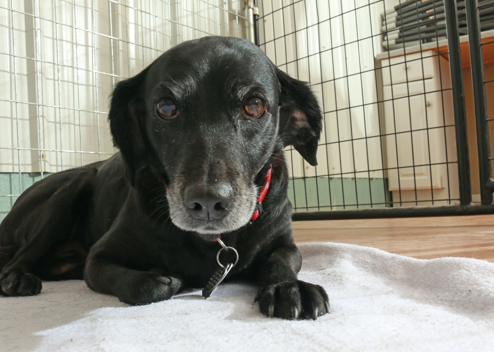 Pet Boarding Service & Facility Serving Bowling Green OH, Perrysburg